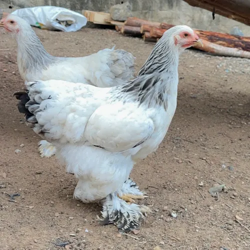 Brahma light 5 