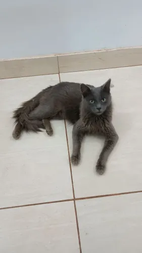 Gato macho