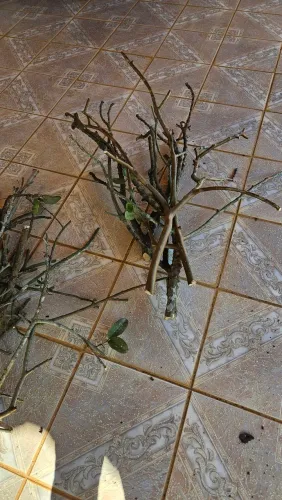 Poleiros Naturais