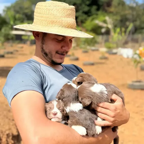 Border Collie macho e fêmea puros de alto padrão 
