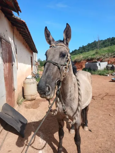 Égua registrada no provisório. Raça campolina vai fazer 5 anos