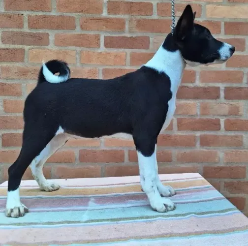 Filhotes de Basenji