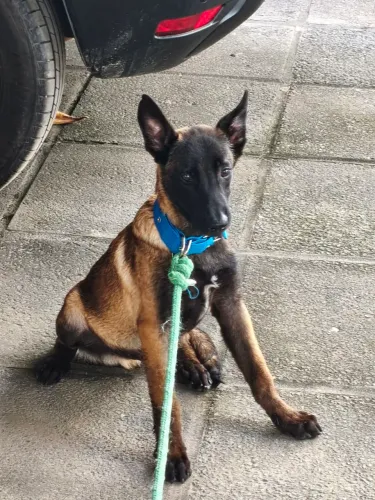 Belga malinois 