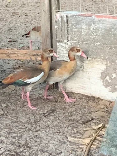 Casal de ganso do Egito