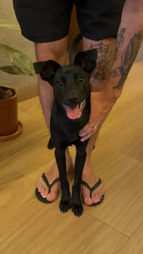 Cachorrinha para adoção - DF Brasília