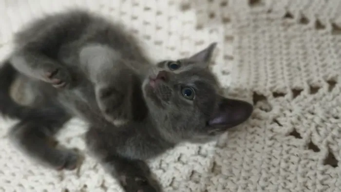 Doação de Gatos 