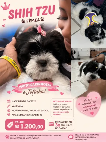 Shih Tzu Fêmea - Vacinada | Muito Carinhosa | R$ 900,00