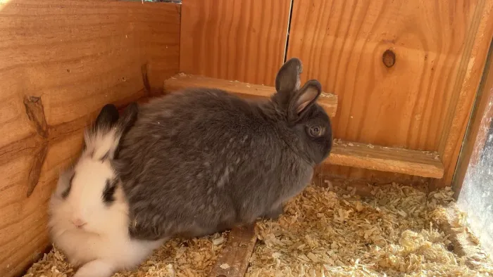 Mini coelho