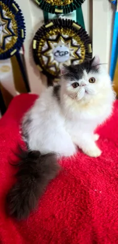 Filhote de gato persa de pelo curto (exótico)