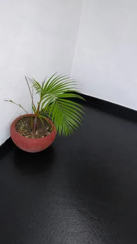 Vendas essa palmeira R$100,00