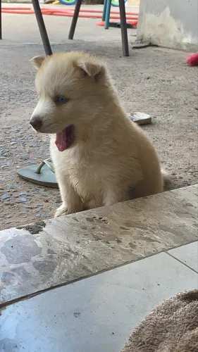 Husky siberiano Wolly