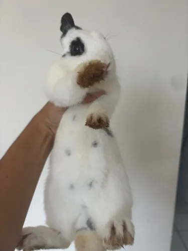 MINI COELHOS À VENDA ? Raças: Netherland Dwarf e Jersey Wooly.