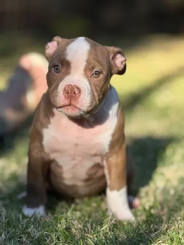 American Bully / A Partir