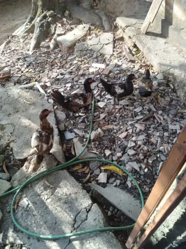 4 patos ,3 femea e 1 macho.
