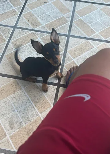 Filhote de Pinscher fêmea número 1 