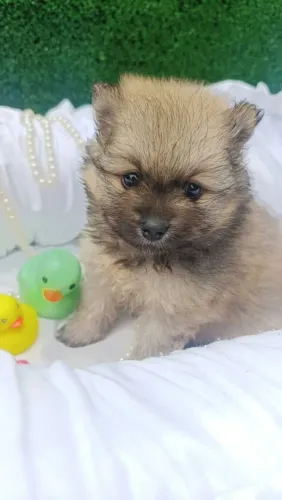 Lindo casal lulu da pomerania anão