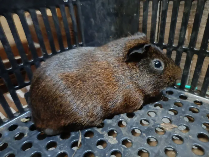 Preá ou porquinho da índia 