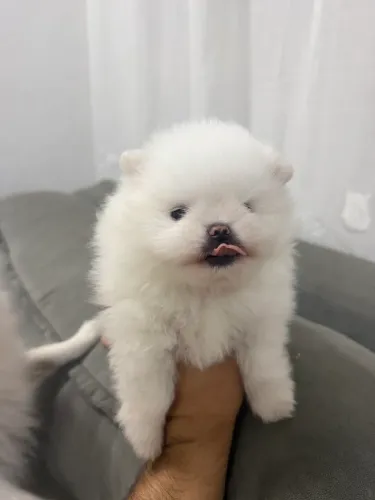 Spitz alemão Ursinho