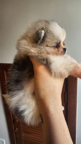 Lulu da Pomerânia Macho