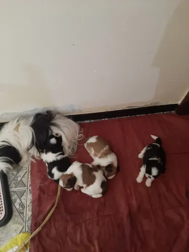 Venda de filhotes de  shih tzu