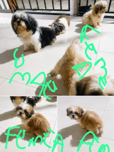 Vendo filhotes de shitzu 4 meses de idade 