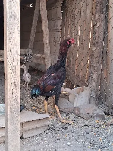Frango Indio Barbudo