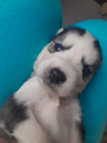 Husk siberiano