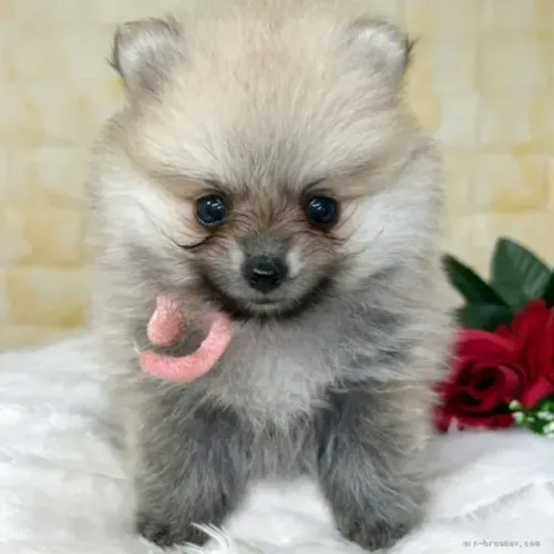 Cãozinho esperto e atento Spitz Alemão/ Lulu da Pomerânia/ anão/ anãozinhoCãozinho esperto