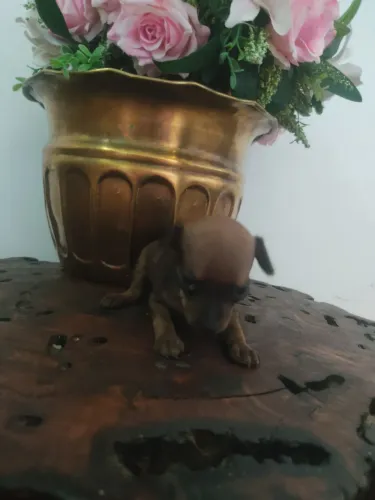 Pinscher 
