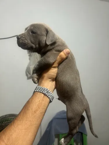 Pitbull monster puro 