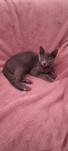 Gatinha da raça Korat