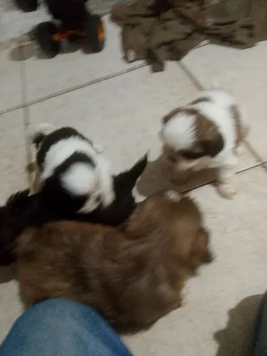 Filhotes de Shitzu pura raça