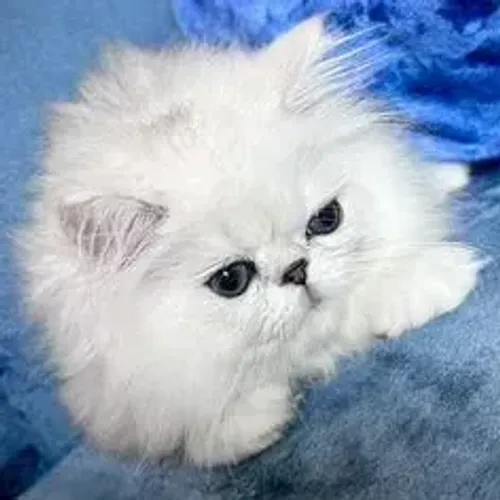 Gato Persa Pelo Sedoso