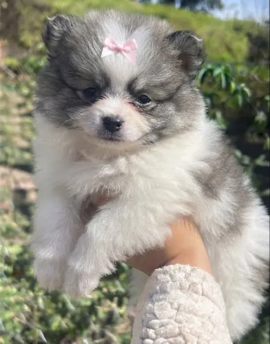 Lulu da Pomerania anao Pronta Entrega Promocao final de Mes