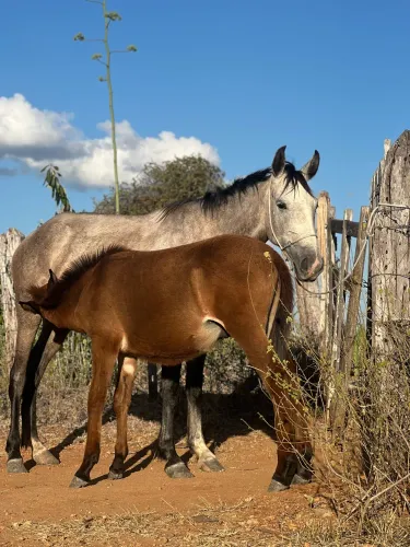Égua + burrinho