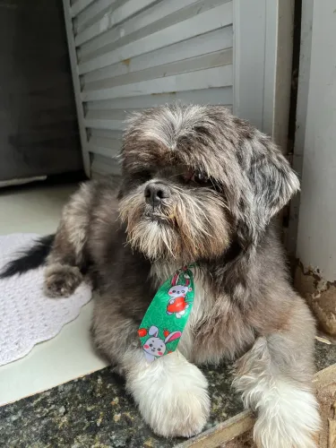 Vendo Shitzu