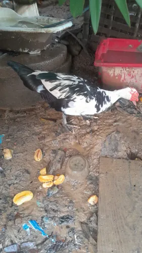 Pato