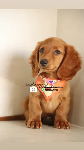 Dachshund Insta gram @filhotesfloresdooriente