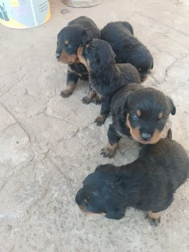 Filhotes de rottweiler