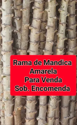 MANDIOCA AMARELA ( RAMA PARA PLANTAR)