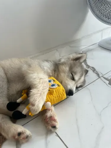 Husky Siberiano