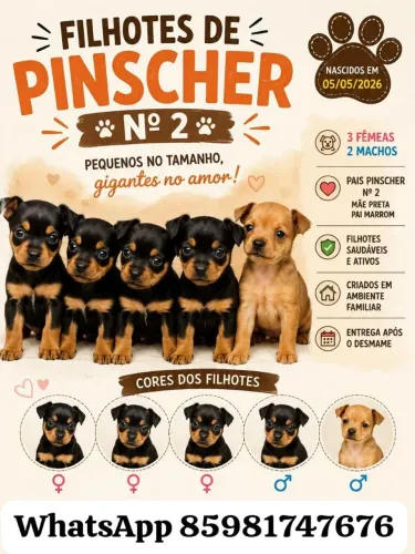 ?FILHOTES DE PINSCHER Nº 2 DISPONÍVEIS ?