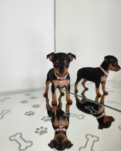 Pinscher Mini Encantadores Disponíveis