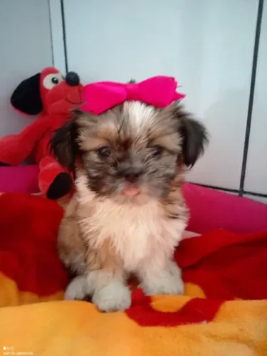 Filhote shih tzu, Uma amizade que começa com um simples ?au?!