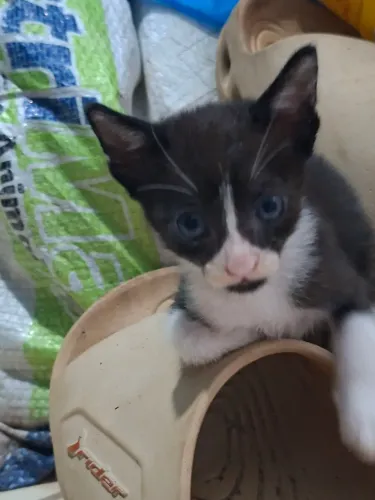 Doação filhotes 5 machos e 1 fêmea gatinhos