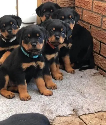 Rottweiler filhote vacinado disponível