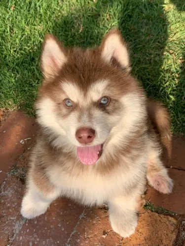 Husky Siberiano - Um Pet Que Faz Qualquer Ambiente Ficar Mais Feliz