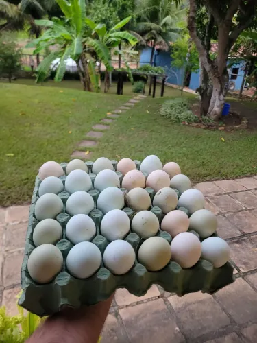 Ovos Férteis auiz e verdes Ameraucana 