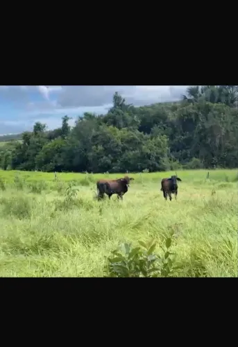 Fazenda dupla aptidão Gomendador gomes