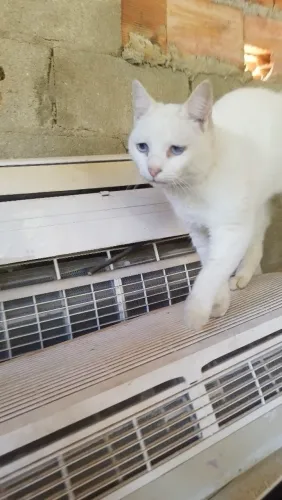 Doa-se linda gata branca, dos olhos claros, super dócil, acostumada com os cachorros.